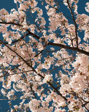 향긋한 봄 쑥 손질 A to Z: 억센 쑥 부드럽게 데치는 법과 수분 냉동 보관 꿀팁