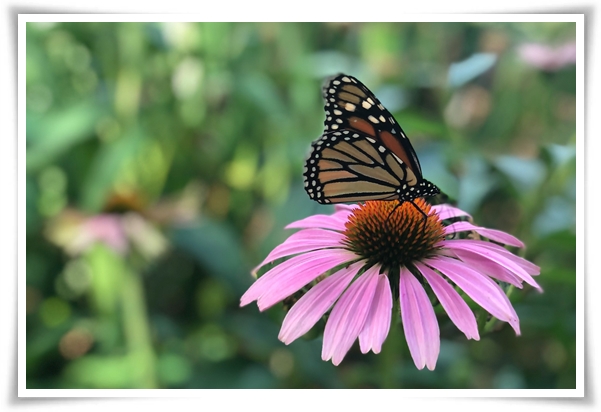 "에키네시아" 자연이 주는 건강의 선물, 건강을 지키는 허브 꽃!