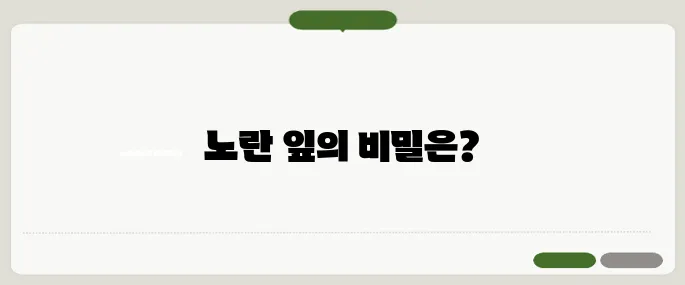 금전수 잎이 노랗게 변하는 이유 정리