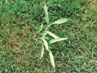 잡초 방제 전략 광폭멀칭 피복재 선발아 겨울관리_14