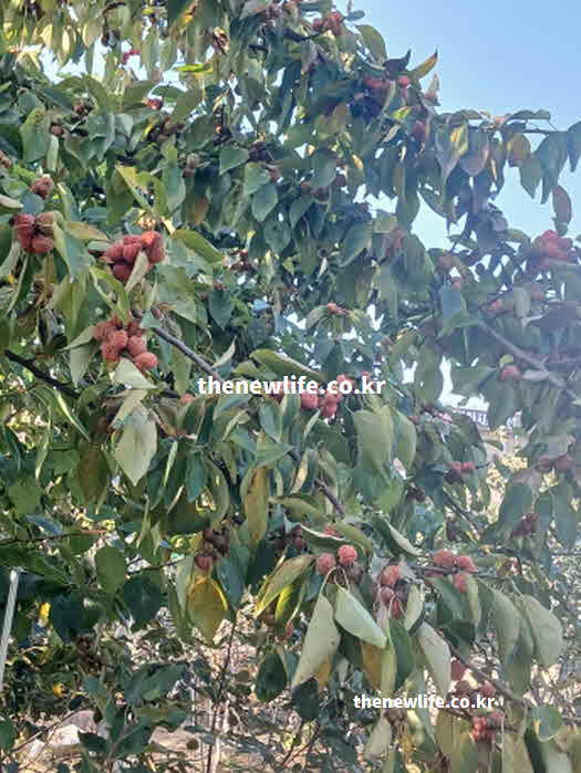 꾸지뽕 효능 숙취 해소 아스파라긴산