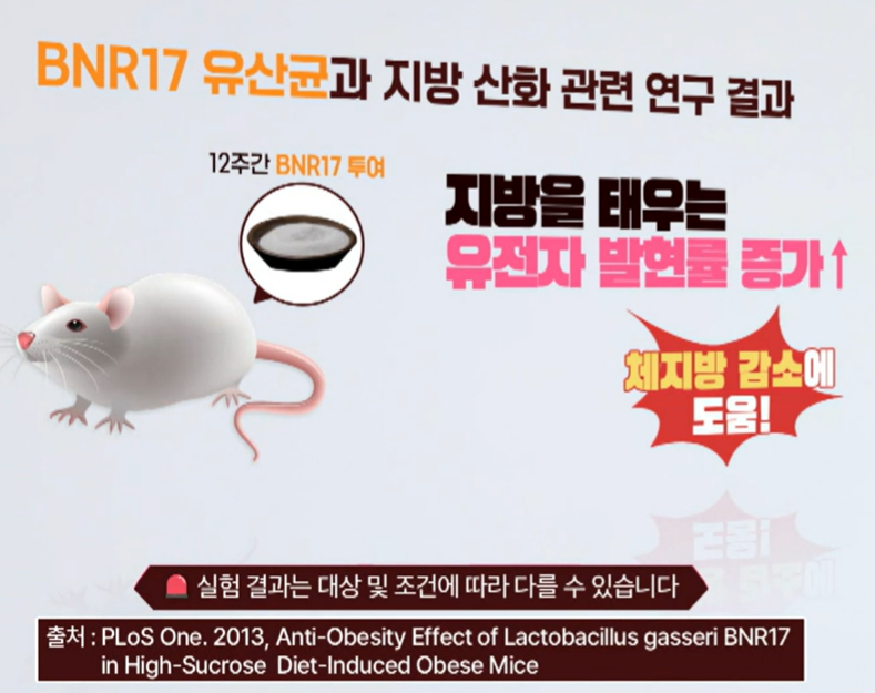 bnr17 유산균 효능