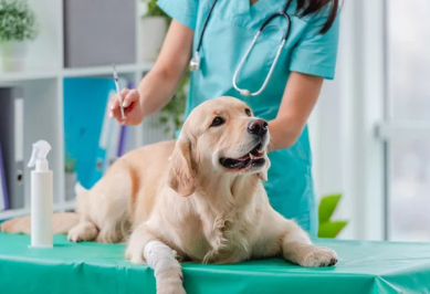 치료받는 강아지 /출처:어도비스톡