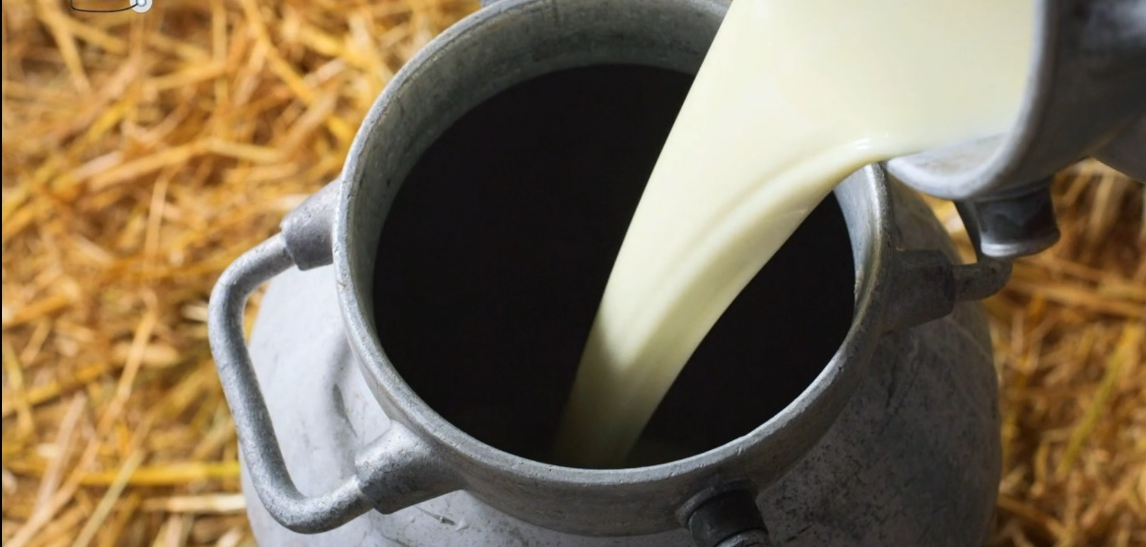 산양유 단백질 추천