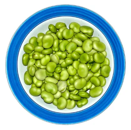 잠두콩 재배 저온 발아 지주 설치 꼬투리 관리_5