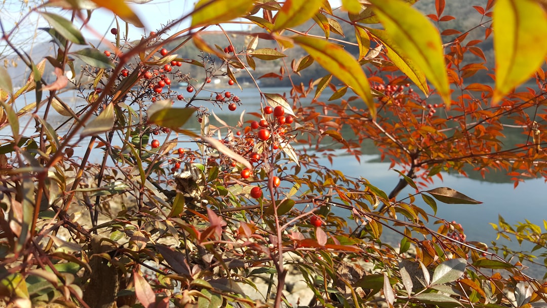 Chuncheon