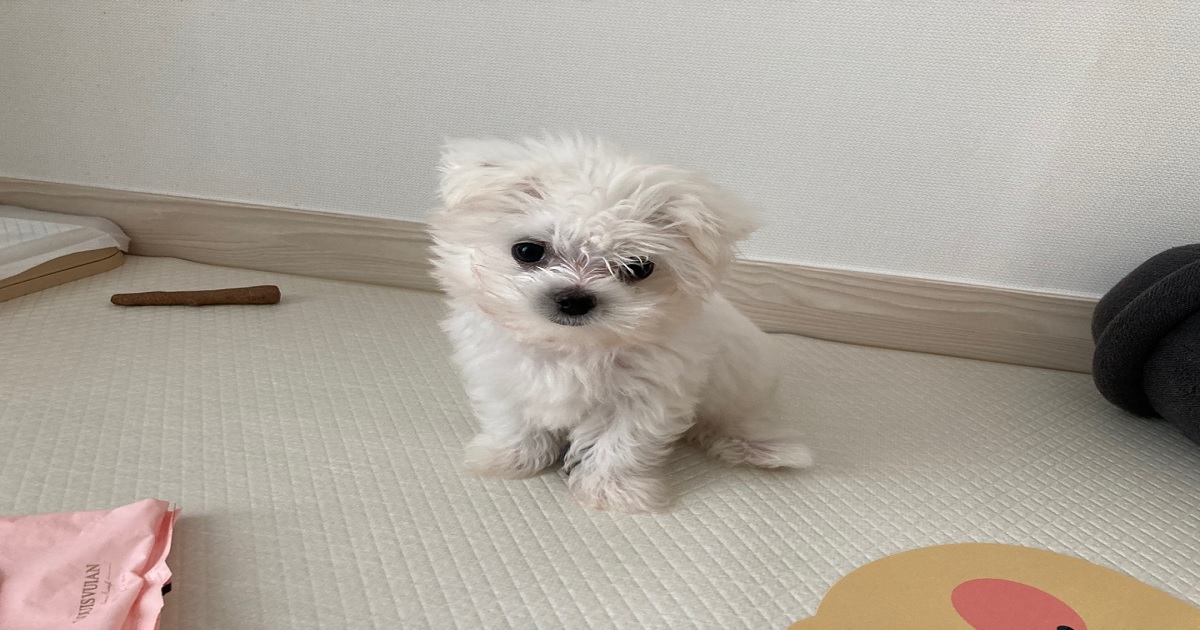 강아지가-추위를-타고-있어-뒷다리-떨림을-겪고-있는-모습