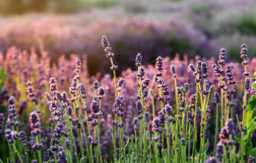 전북 정읍 허브원 입장료