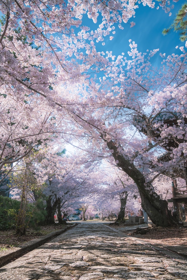 🌸 2026년 최신 성수 벚꽃 현황 🌸 성수 벚꽃 실시간 개화시기 및 만개 현황! 성수 벚꽃 및 성수 겹벚꽃 숨은 명소와 축제 모음 총정리 🌸실시간 정보 업데이트