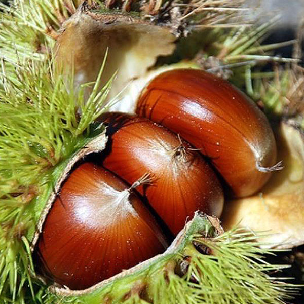 밤 효능 부작용