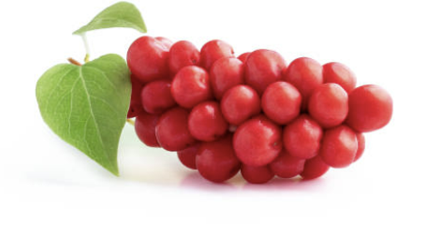 오미자 효능 부작용 먹는법 오미자차 만드는 방법 오미자청 총정리