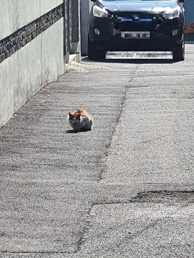 고양이
