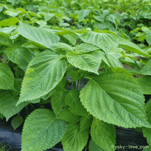 식탁위의 명약 깻잎
