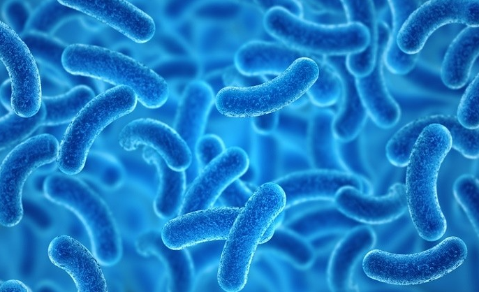 프로바이오틱스 추천