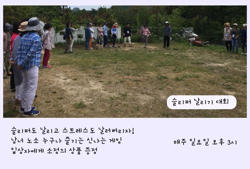 고성 하늬팜 라벤더 축제