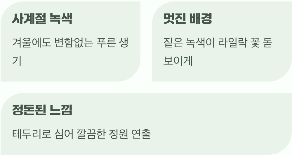 사계절 푸른 안정감, 회양목