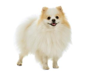 포메라니안 분양성격