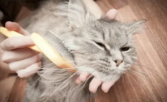 고양이 빗질 방법, 횟수, 빗 추천, 빗질장갑_32