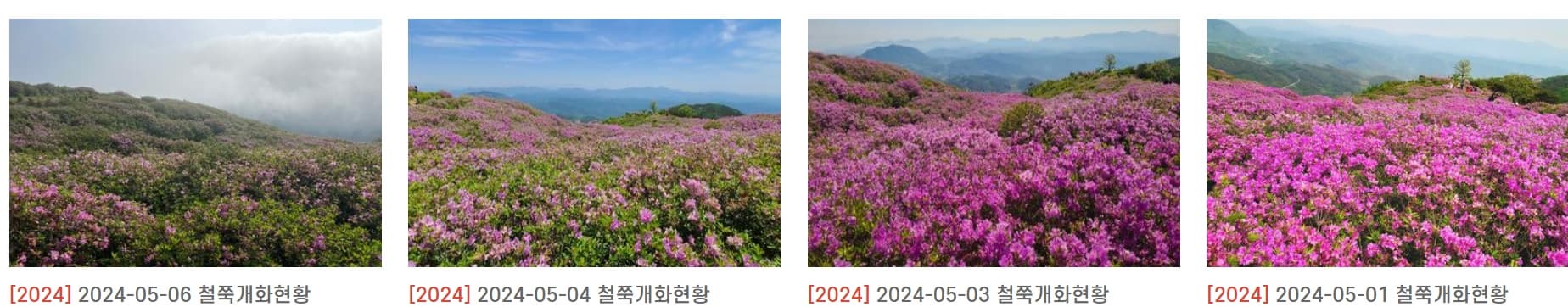 [경남 합천 여행]5월 지역 축제❘황매산 철쭉축제❘기간, 예약, 실시간 개화 현황