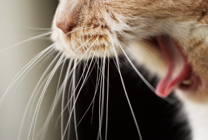 고양이의 입가에.