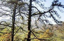 기초노령연금 수급자격 신청방법