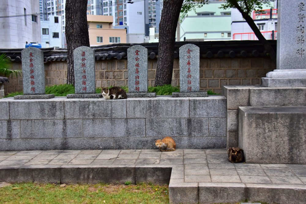 송공단 고양이