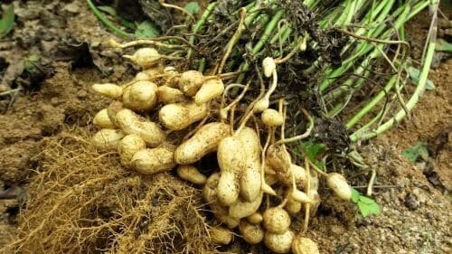 땅콩-효능-수확