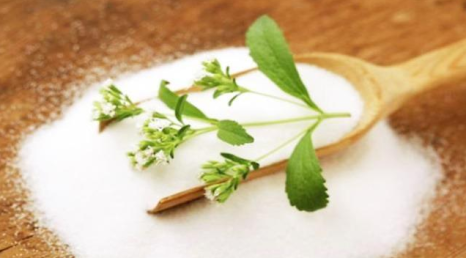 스테비아: 고감미 성분(스테비오사이드) 증대를 위한 광원 스펙트럼 및 양액 관리