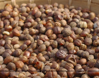 병아리콩 효능 부작용