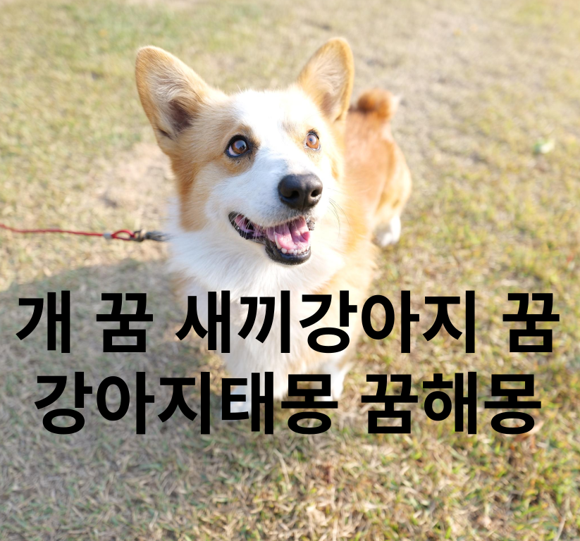 개꿈 섬네일