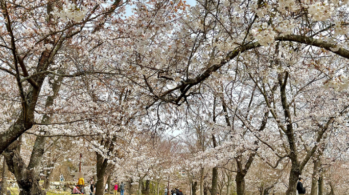 사천 선진리성 벚꽃축제 벚꽃사진