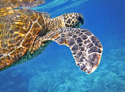 장수하는 동물들 (바다 거북과 그린란드 상어)