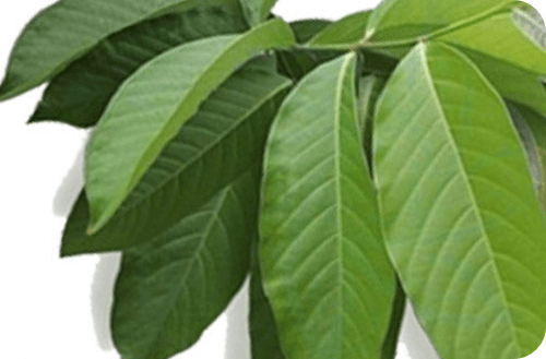 닥터포틴 콜레바나컷 효과 성분 섭취방법 부작용 내돈내산 후기