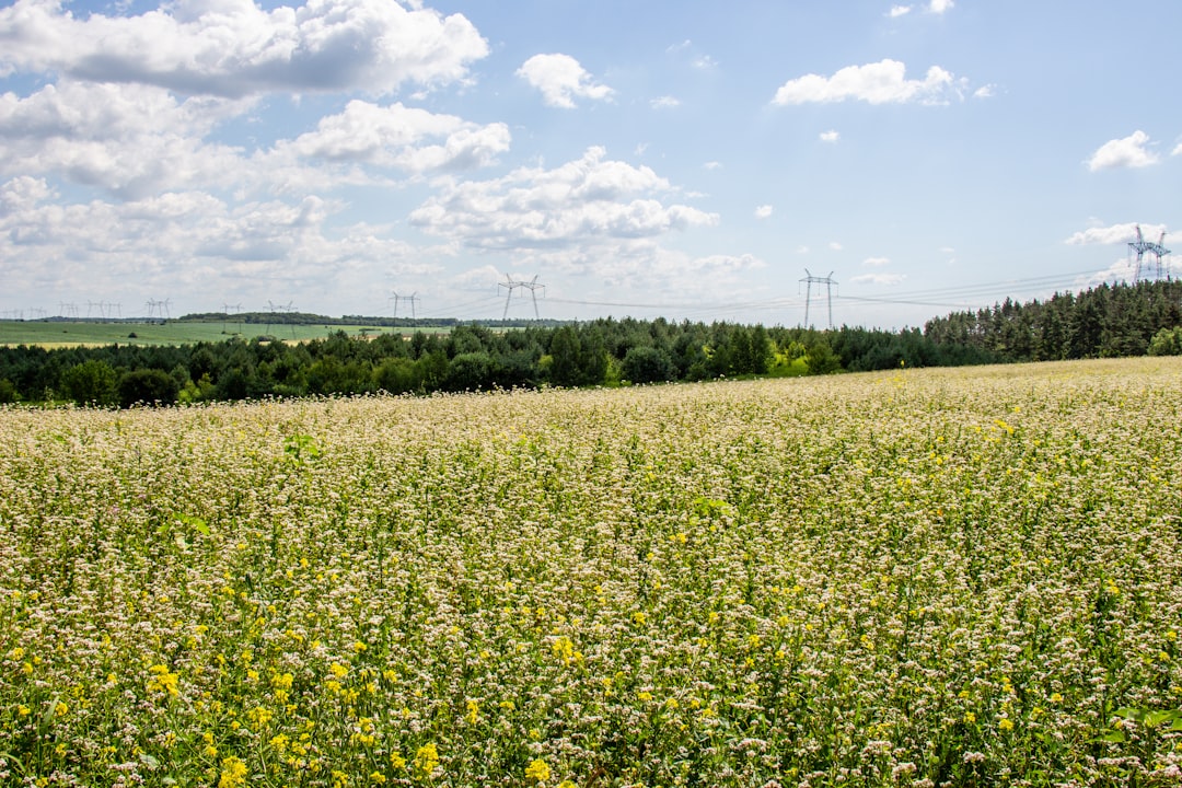 Buckwheat