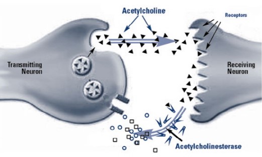 아세틸콜린(Acetylcholine&amp;#44; ACh)