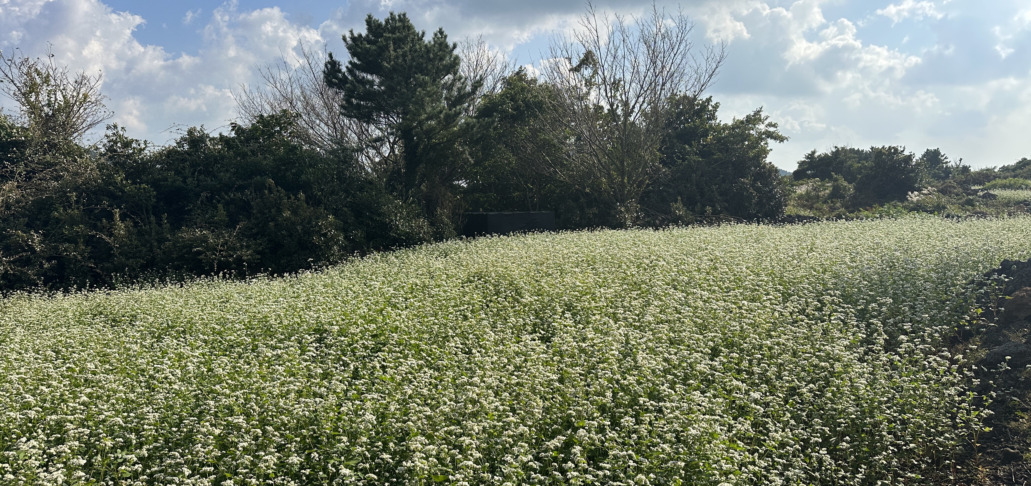 둔지오름 동쪽 입구 가는길