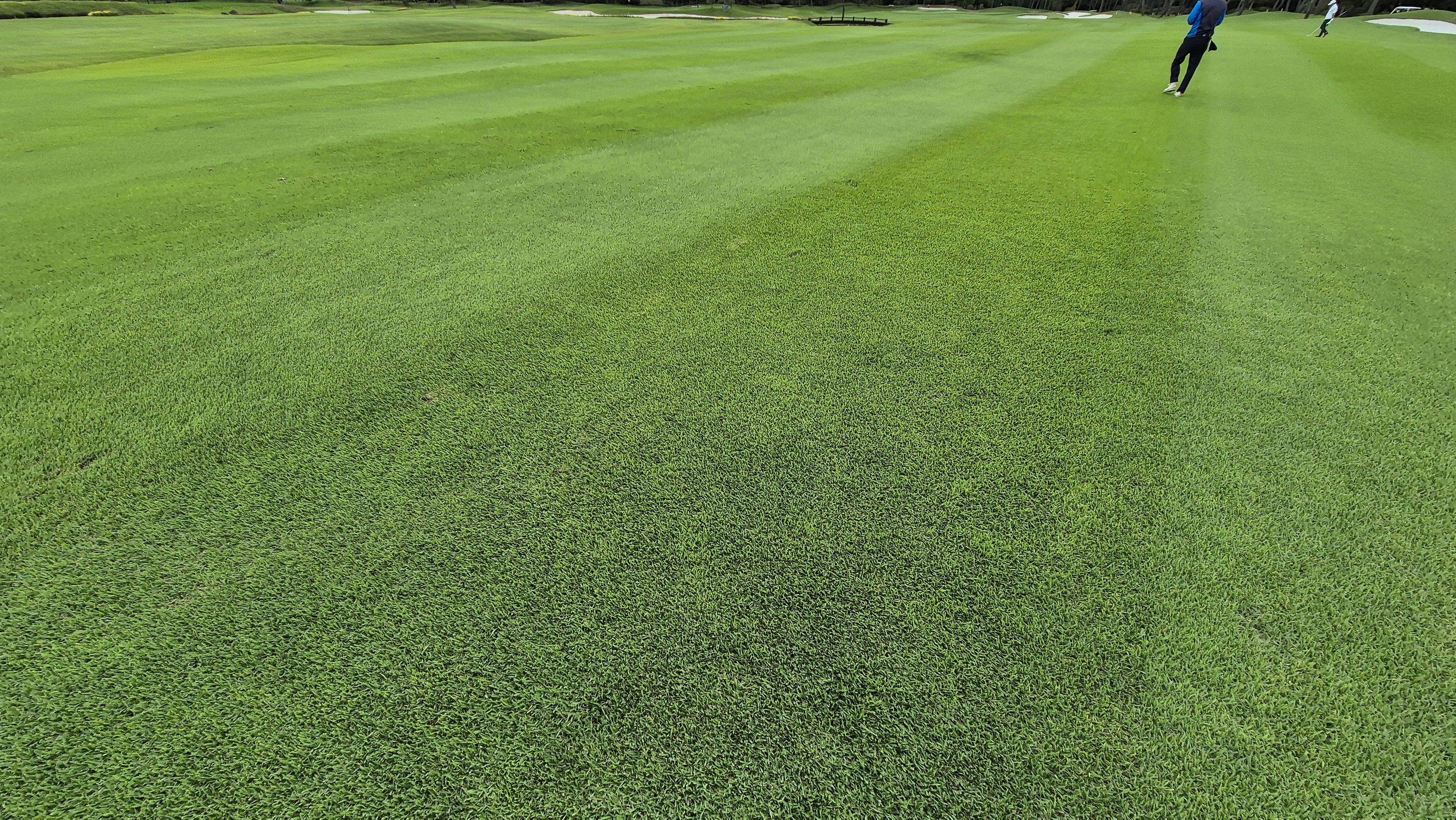 파인스톤cc 페어웨이 관리상태