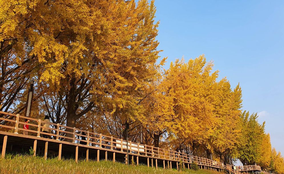 아산 곡교천 은행나무길 (송곡리)