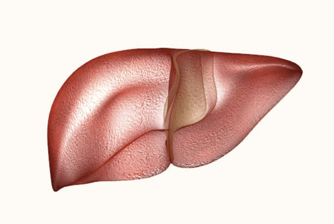 간영양제베스트3