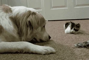 귀여운 고양이 움짤