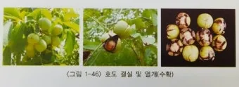 호두 재배 순 지르기 수분 수정 고온 피해 예방_7
