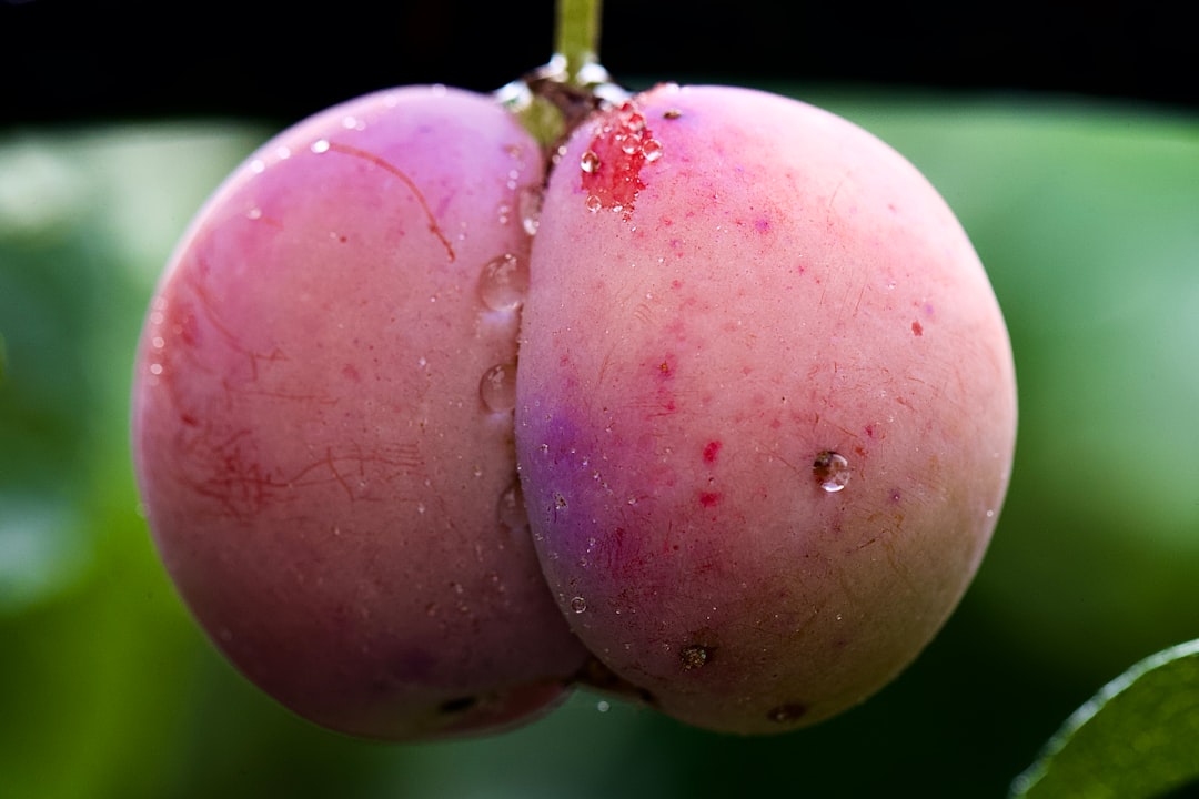 Plum