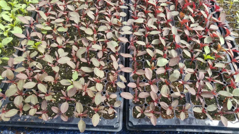 아마란스 재배 직파 요령 잎과 곡립 겸용 수확_6