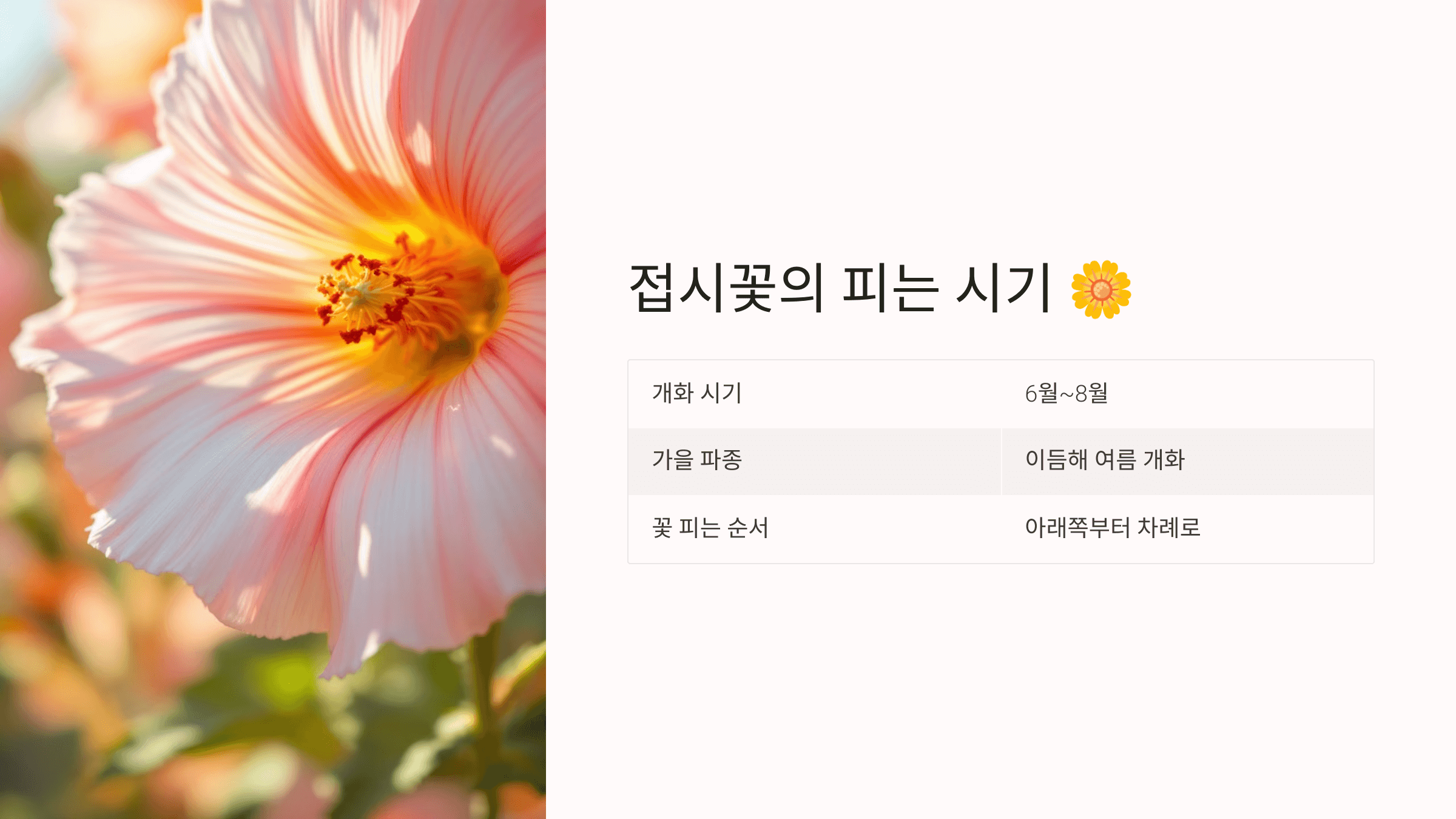 접시꽃 사진입니다.