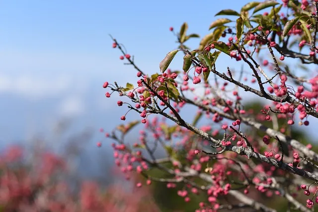 제주 한라산 둘레길 난이도 대중교통 날씨 팁_8