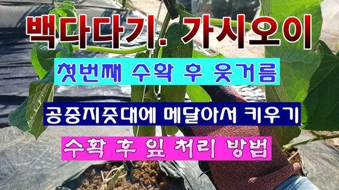 수확 후 처리 세척 건조 예냉 저장 온도 습도 관리_6