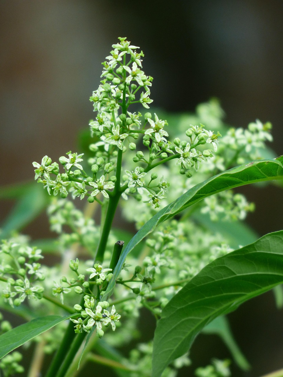 '홰나무'의 특징, 생육 방식, 효능과 활용법