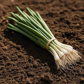 쪽파 심는시기2