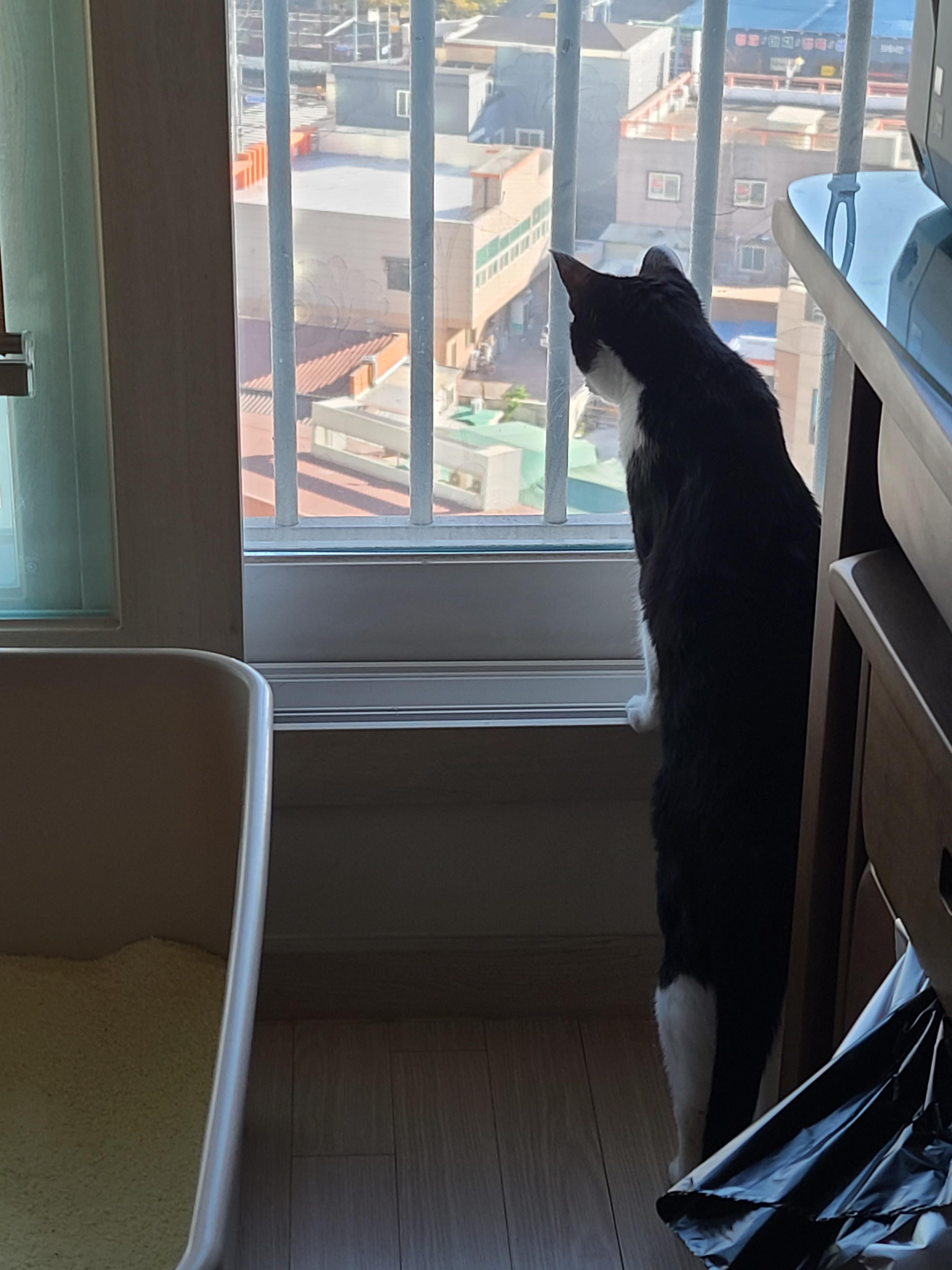 창밖 구경하는 고양이들의 뒷모습 ㅋ(feat.집사의 최애)