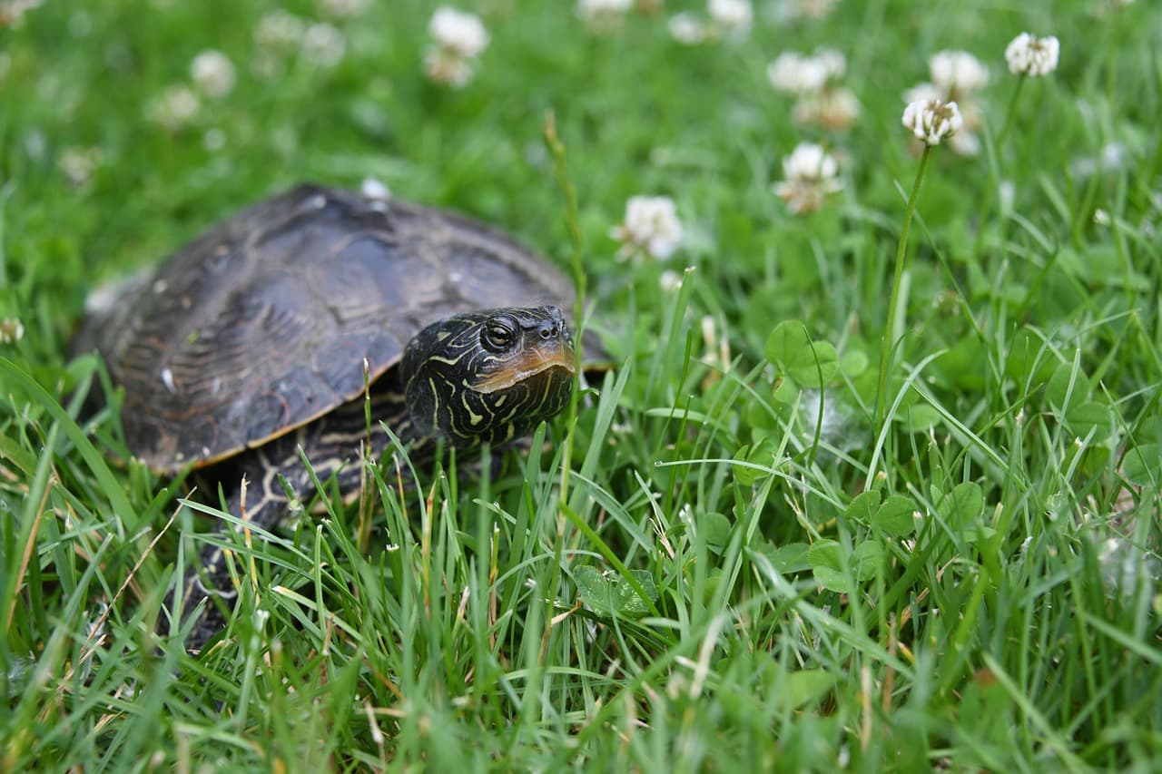 육상거북(초보자 ver)육상 거북 완벽 가이드13 - 육상 거북 서식지에 적합한 식물과 장식물 추천